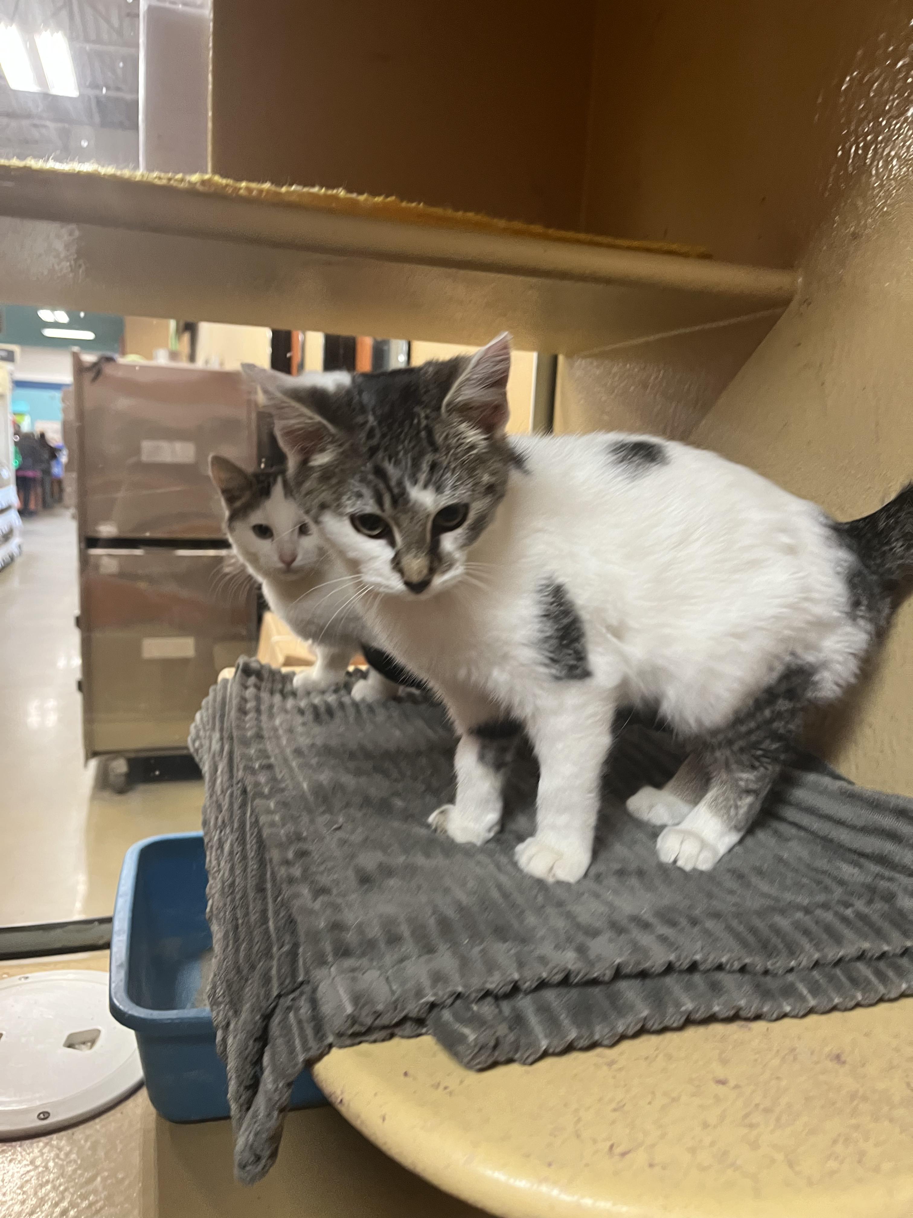 Enlarge Brioche, an adopted mixed breed in South Euclid, OH image 2/6