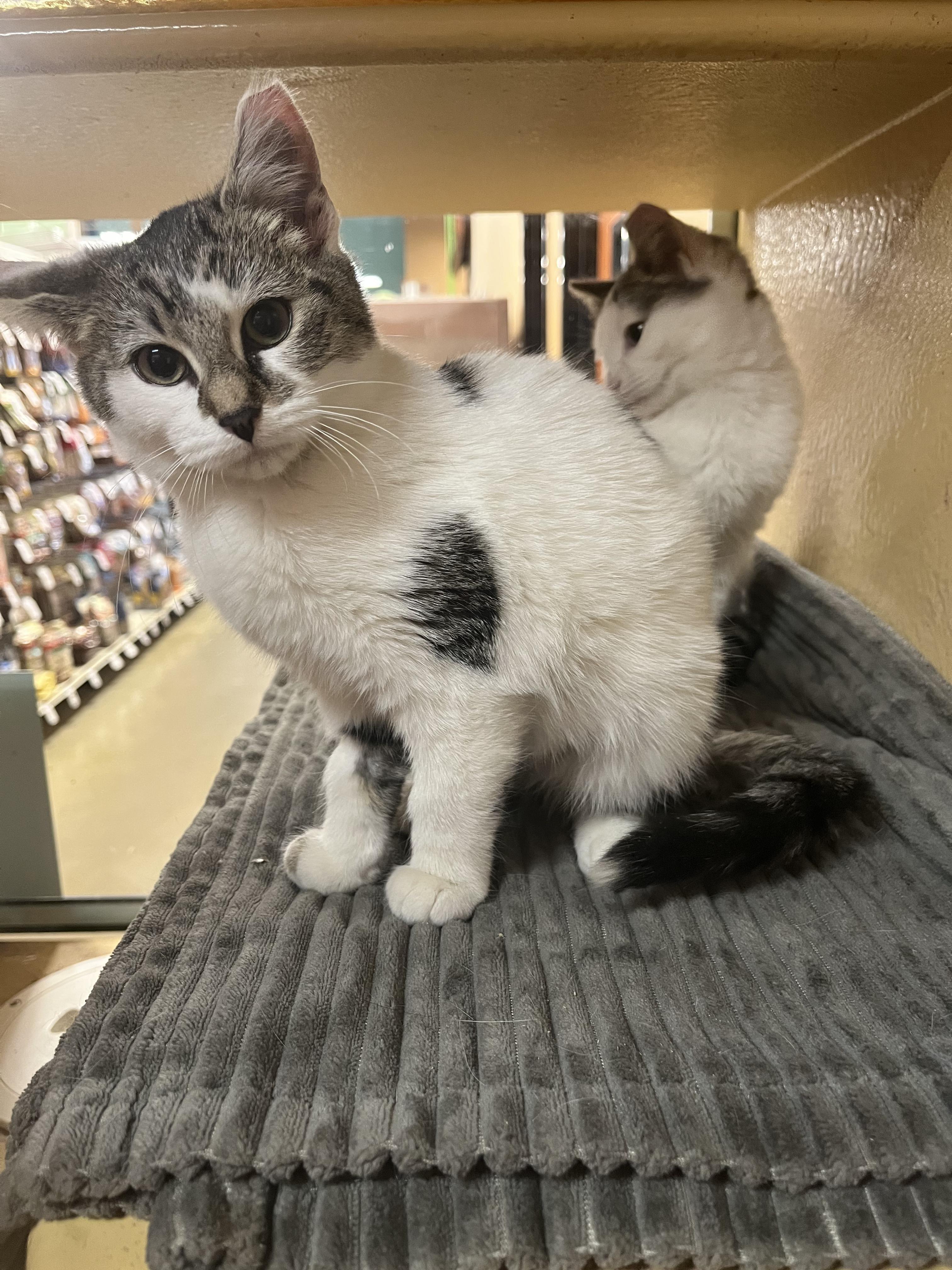 Enlarge Brioche, an adopted mixed breed in South Euclid, OH image 3/6