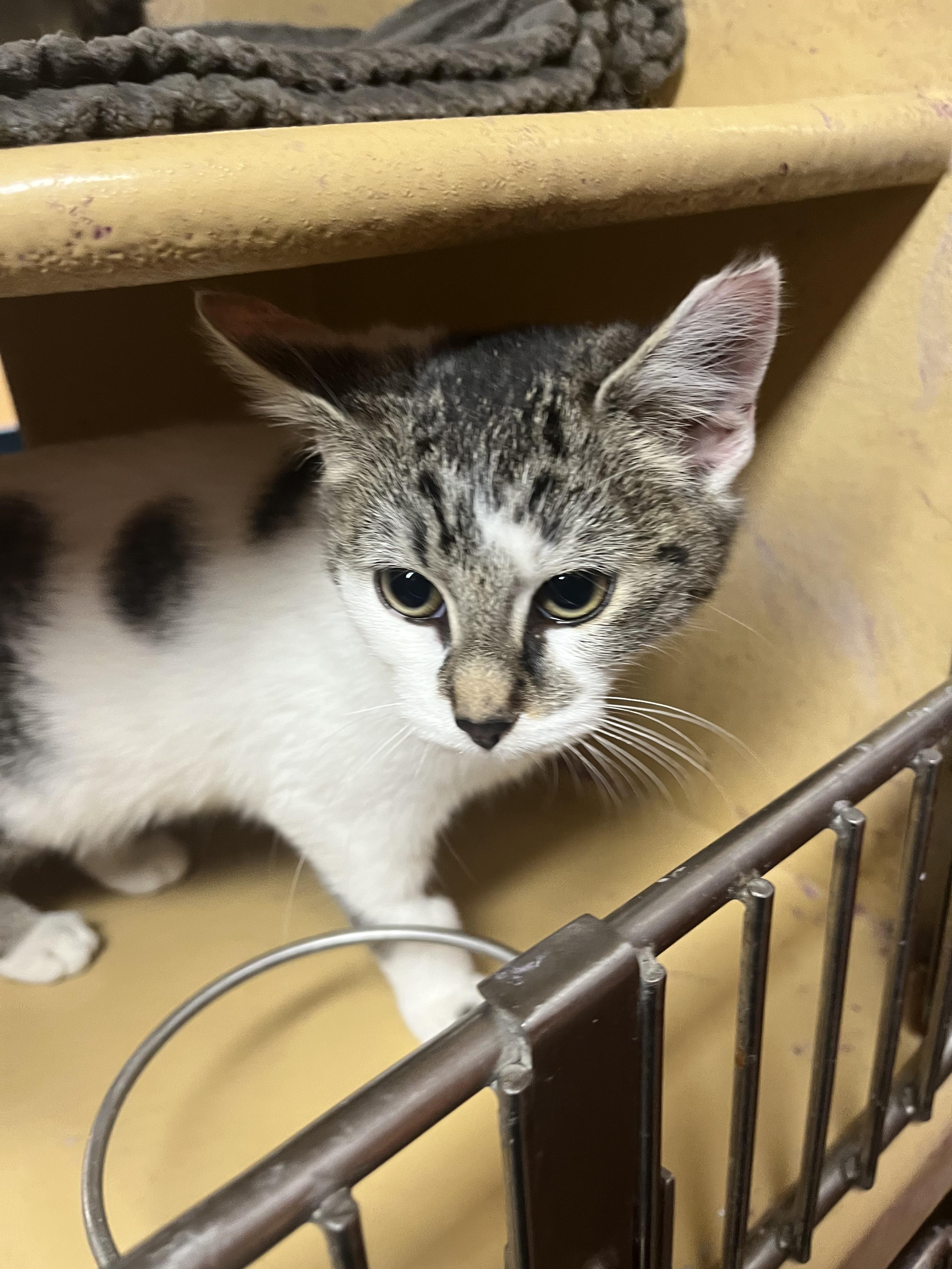 Enlarge Brioche, an adopted mixed breed in South Euclid, OH image 4/6