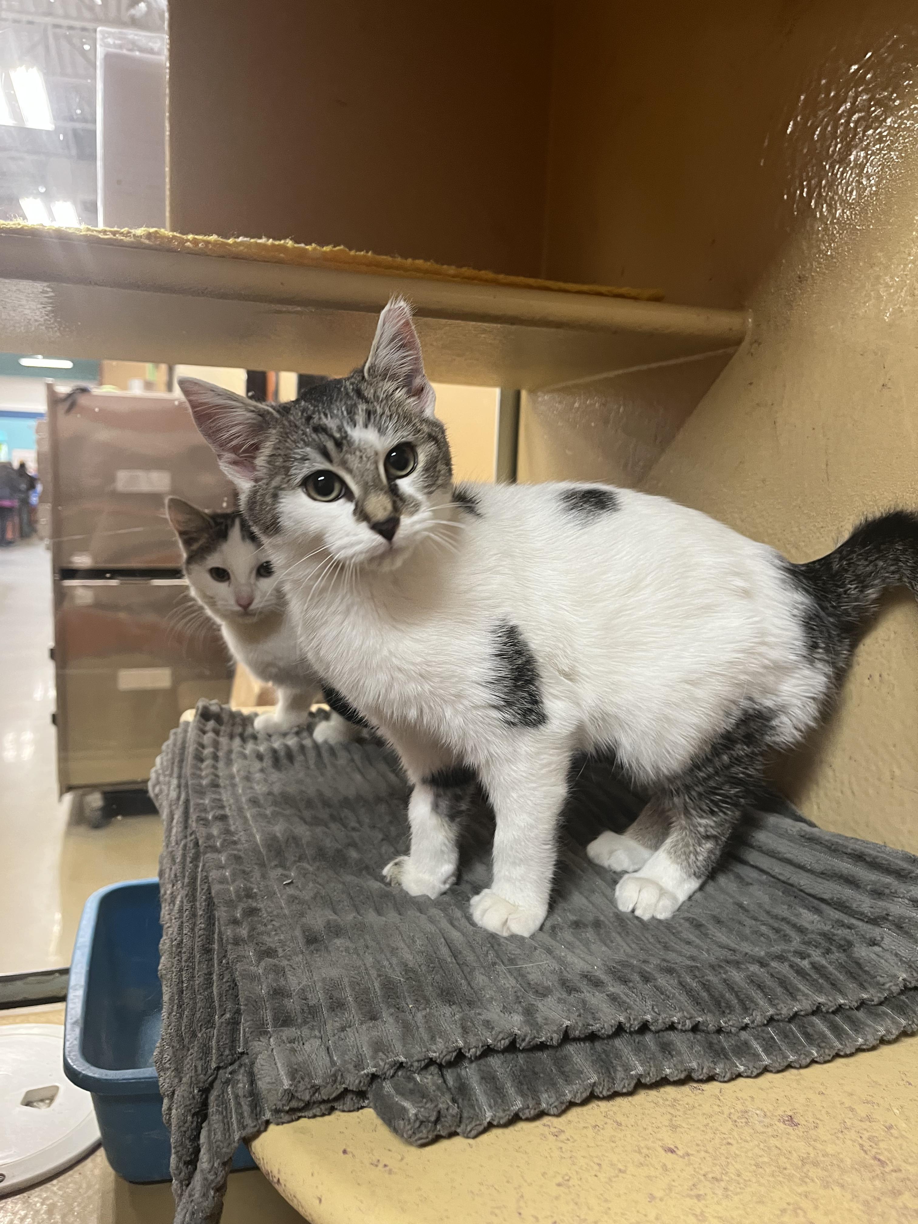 Enlarge Brioche, an adopted mixed breed in South Euclid, OH image 5/6