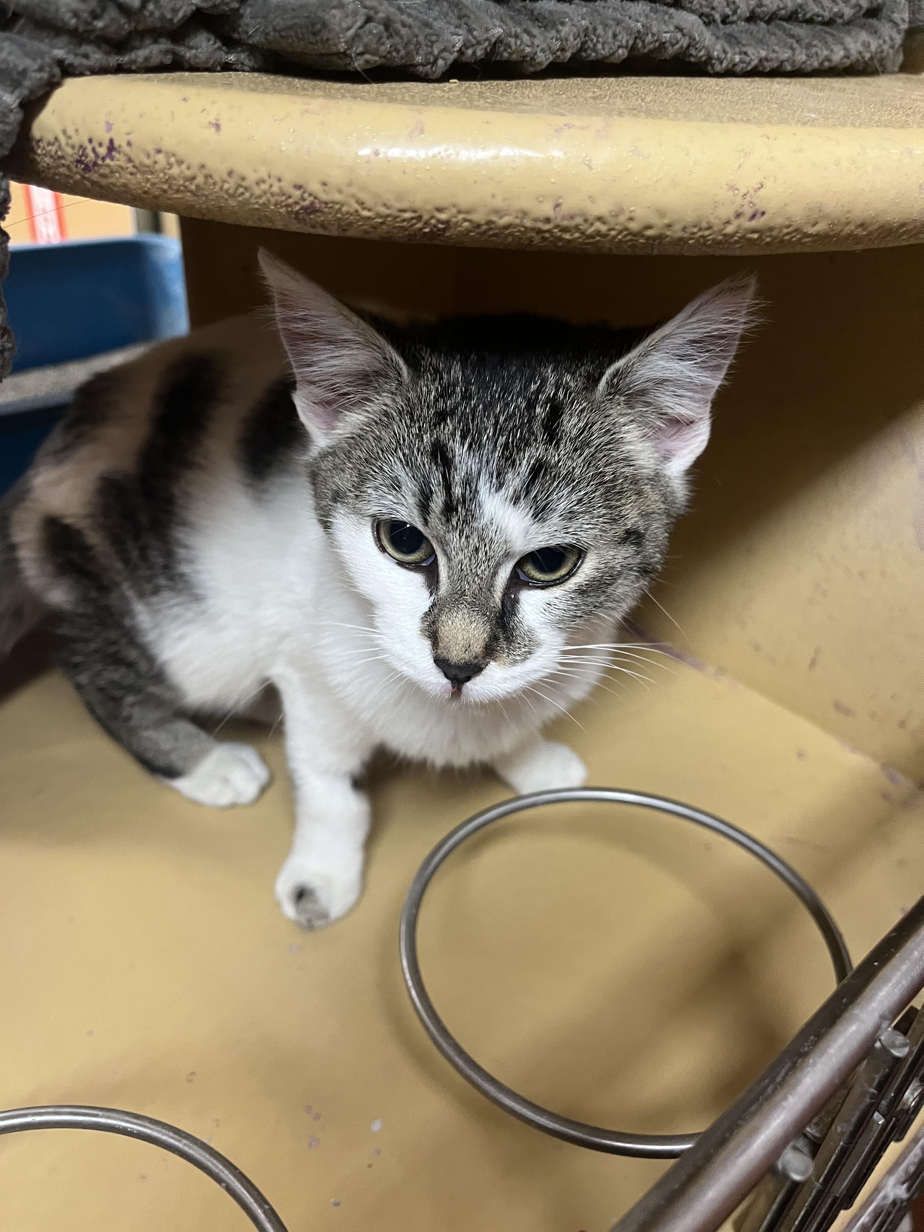 Enlarge Brioche, an adopted mixed breed in South Euclid, OH image 6/6