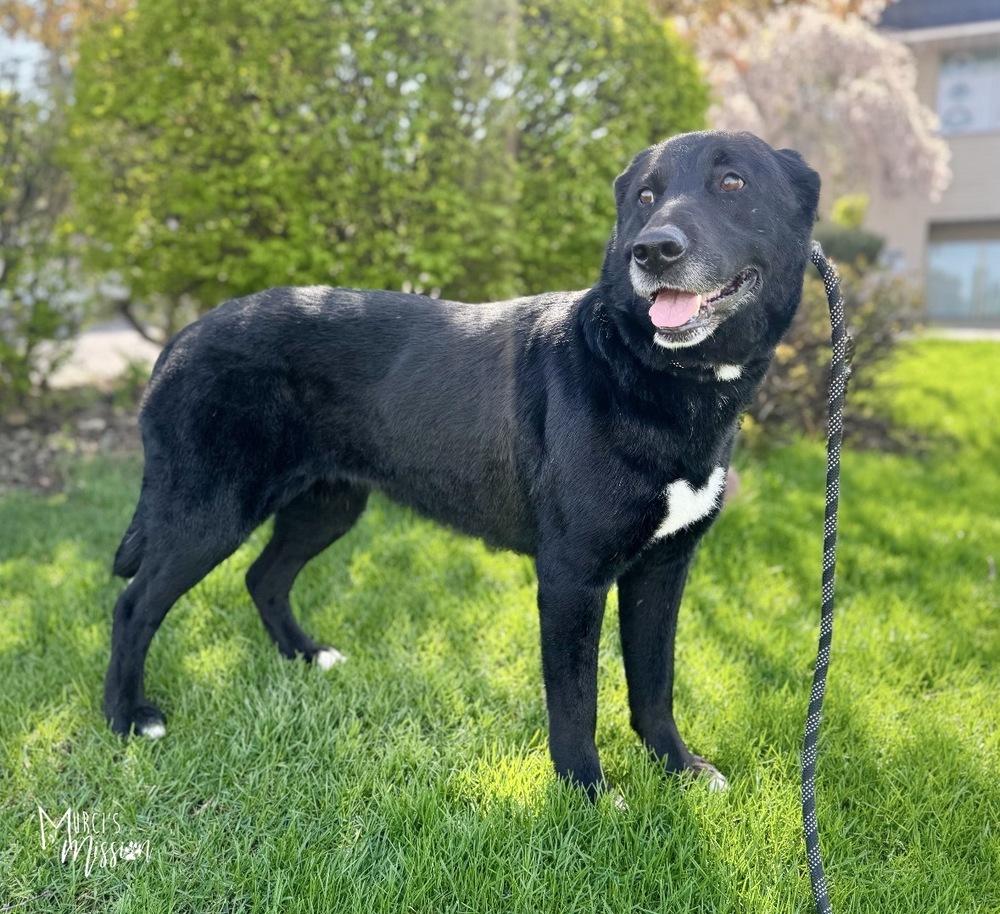 Mabel, Adoptable, Senior Female Labrador Retriever & Anatolian Shepherd.
