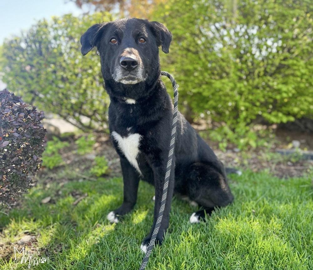 Enlarge Mabel, a Adoptable mixed breed in Spokane , WA image 2/5