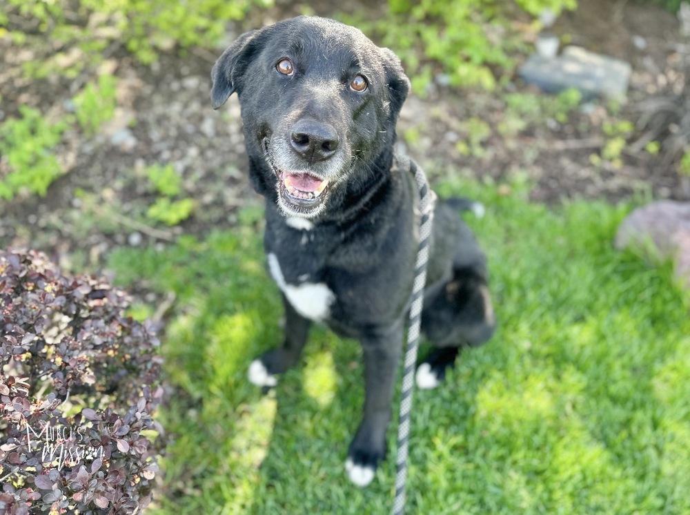 Enlarge Mabel, a Adoptable mixed breed in Spokane , WA image 3/5