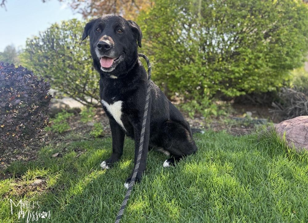Enlarge Mabel, a Adoptable mixed breed in Spokane , WA image 4/5