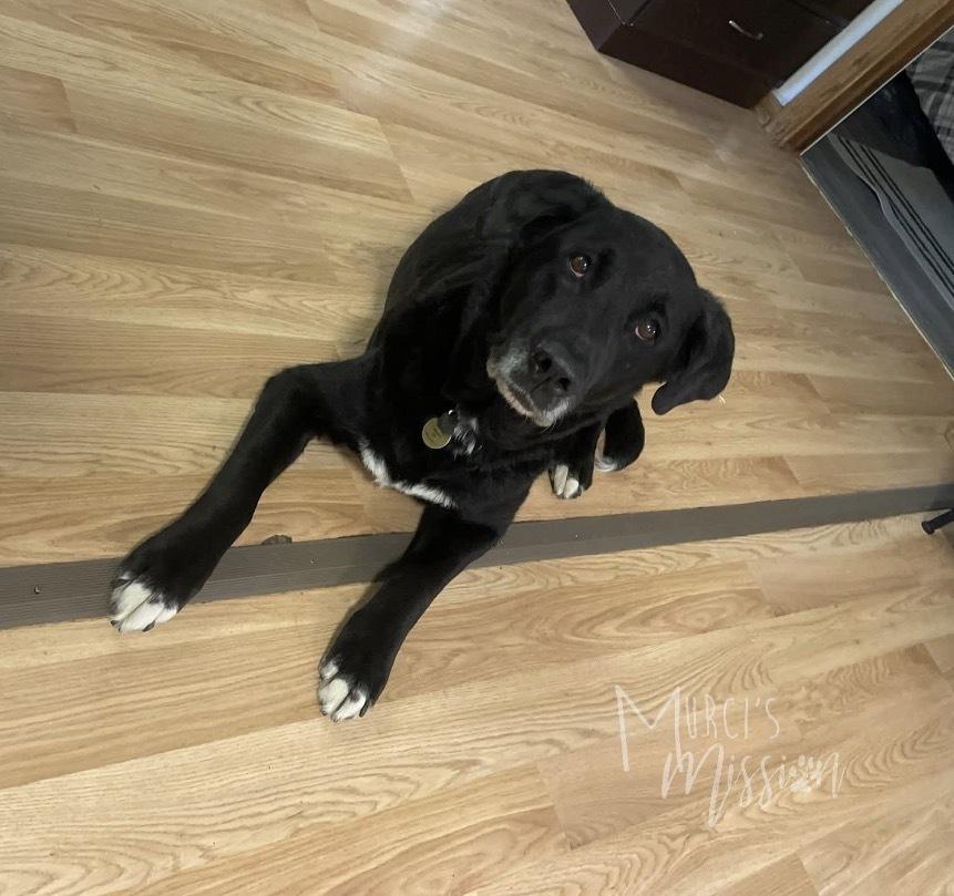 Mabel, a Adoptable mixed breed in Spokane , WA image 5/6