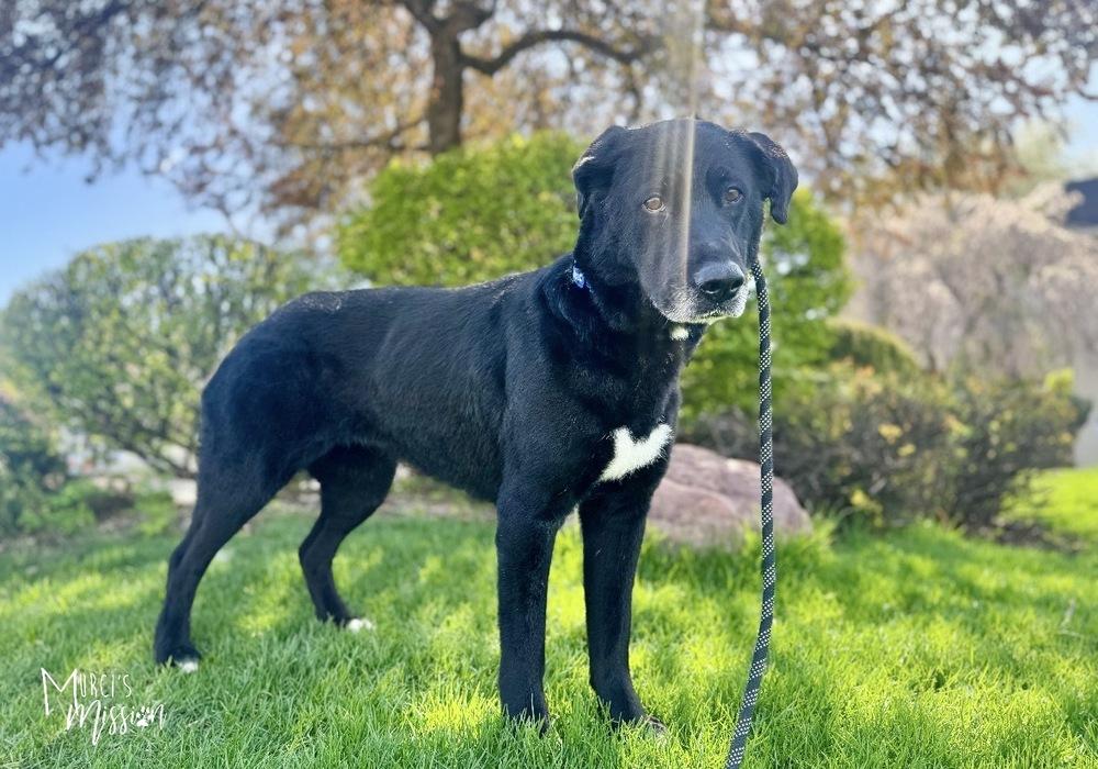 Enlarge Mabel, a Adoptable mixed breed in Spokane , WA image 5/5