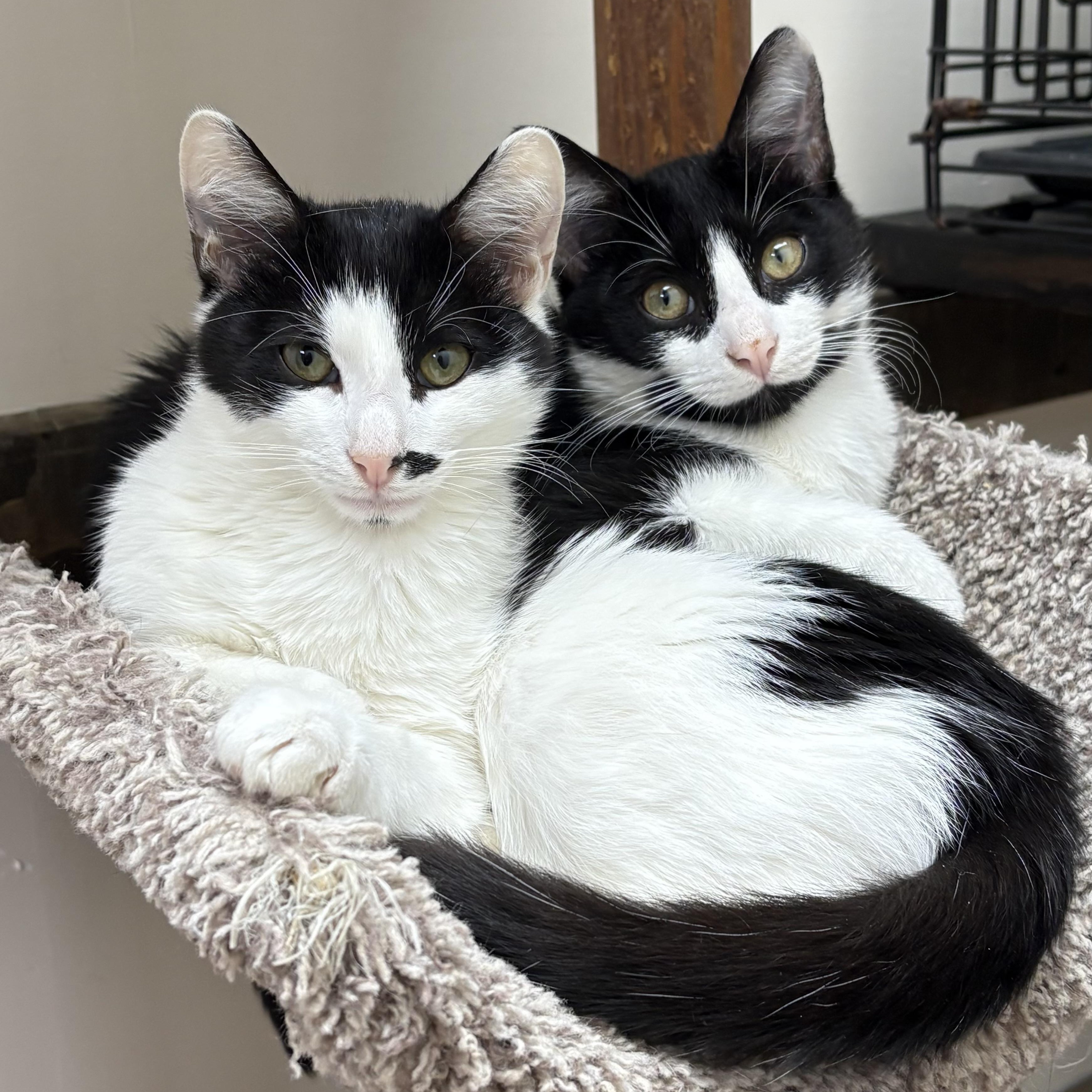 Enlarge Frank & Frisco, a Adoptable Domestic Medium Hair in Medford, MA image 1/4
