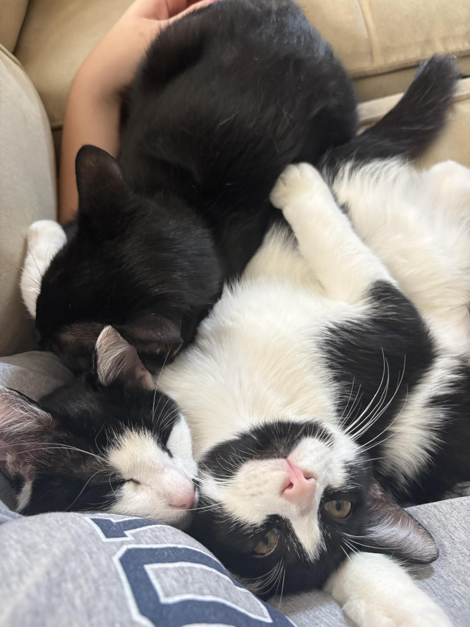 Enlarge Frank & Frisco, a Adoptable Domestic Medium Hair in Medford, MA image 4/4