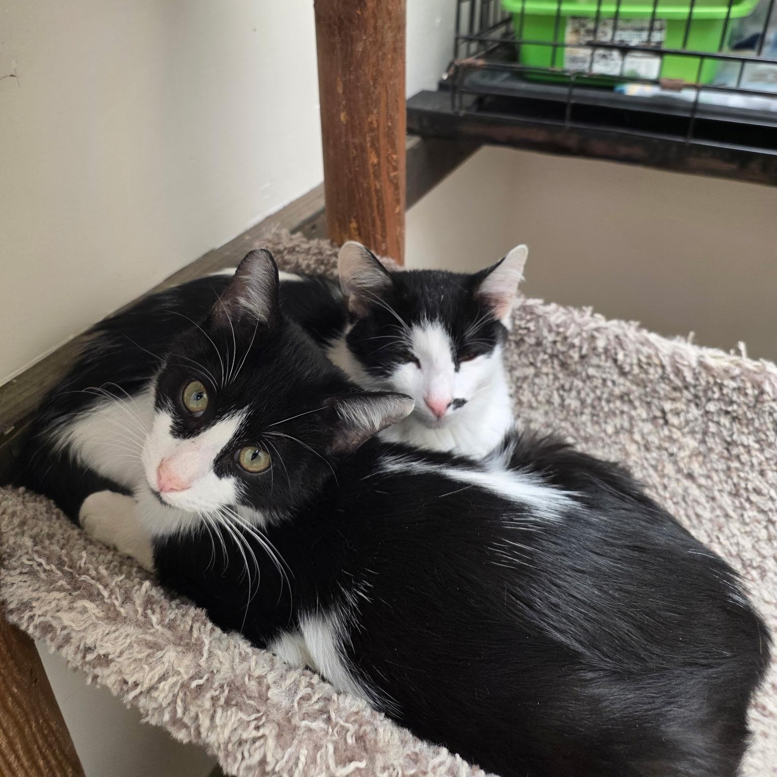 Enlarge Frank & Frisco, a Adoptable Domestic Medium Hair in Medford, MA image 2/4