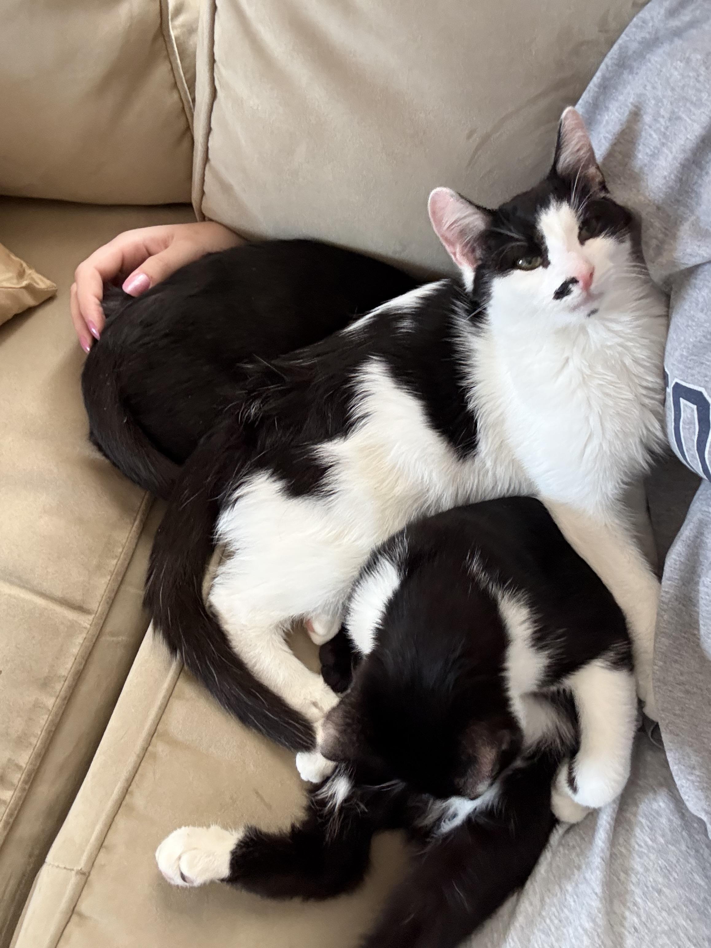 Enlarge Frank & Frisco, a Adoptable Domestic Medium Hair in Medford, MA image 3/4