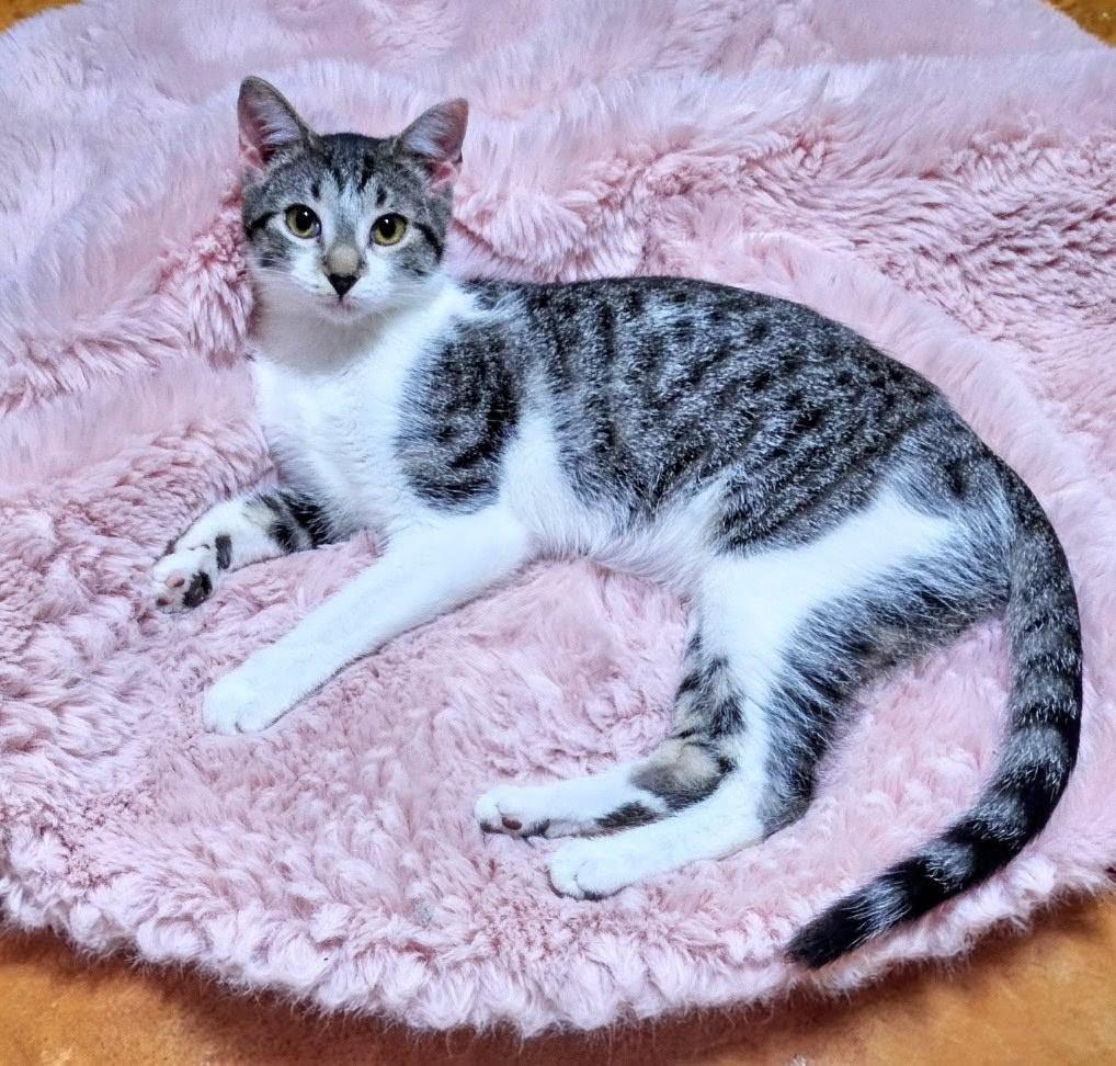 Wynonna - Wy to her friends, ADOPTABLE, Young Female Domestic Short Hair.