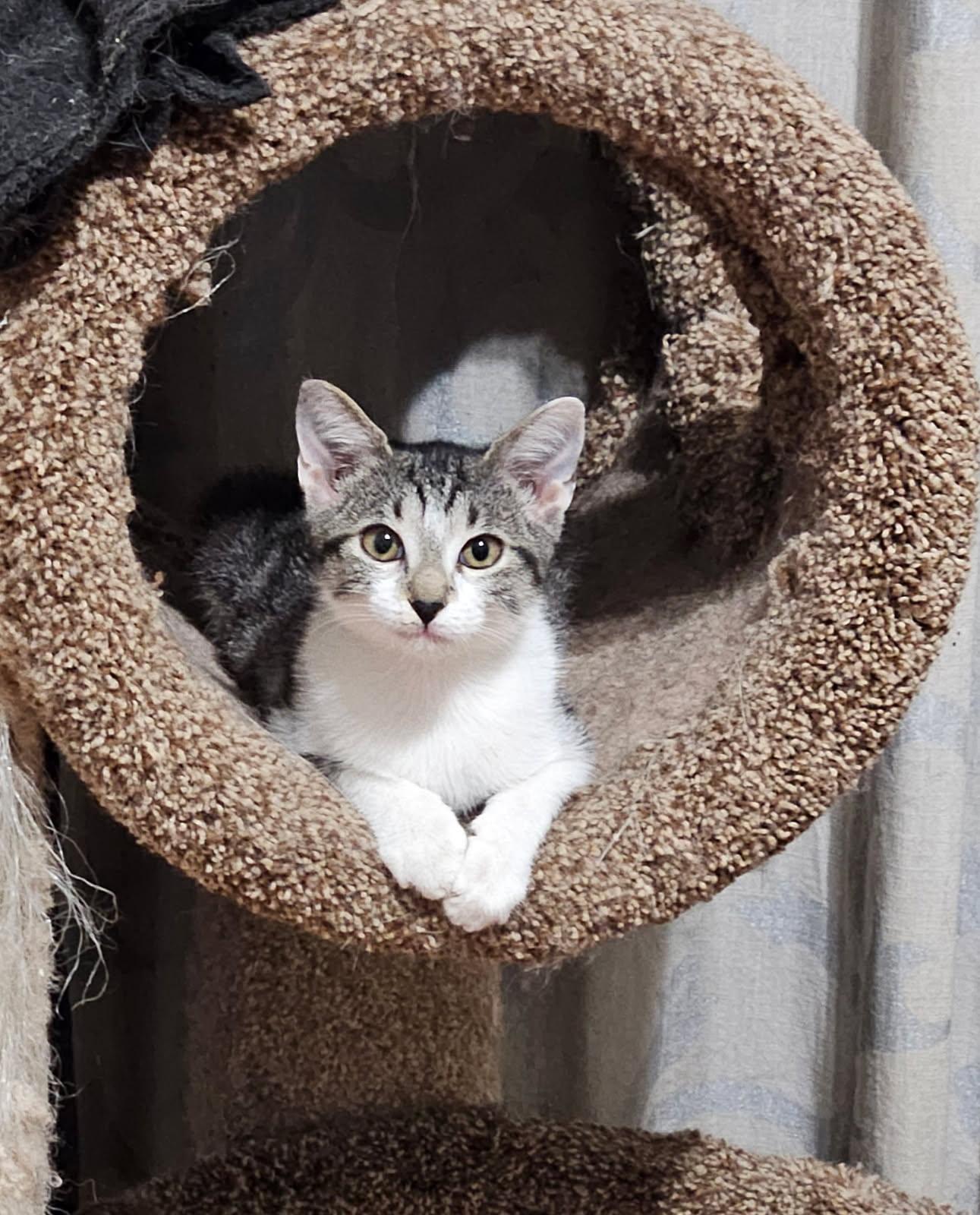 Enlarge Wynonna - Wy to her friends, a ADOPTABLE mixed breed in Hendersonville, TN image 2/2