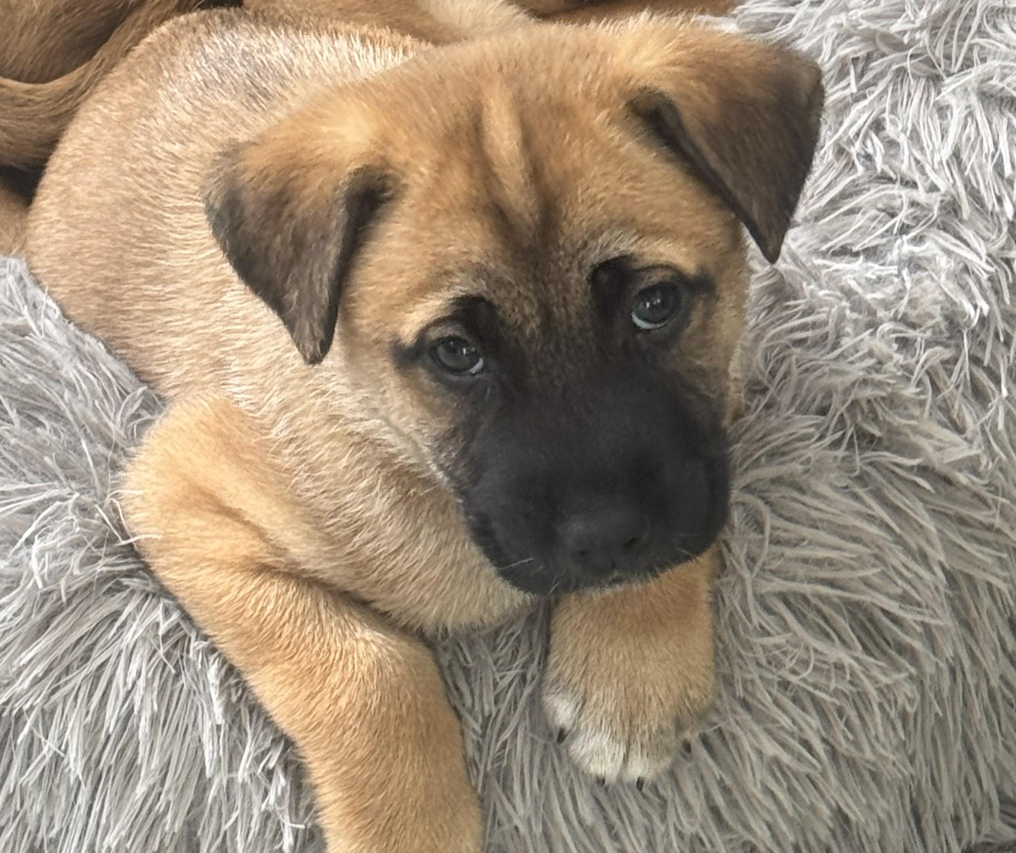 Enlarge Buffy, an adopted mixed breed in Carlsbad, CA image 1/3