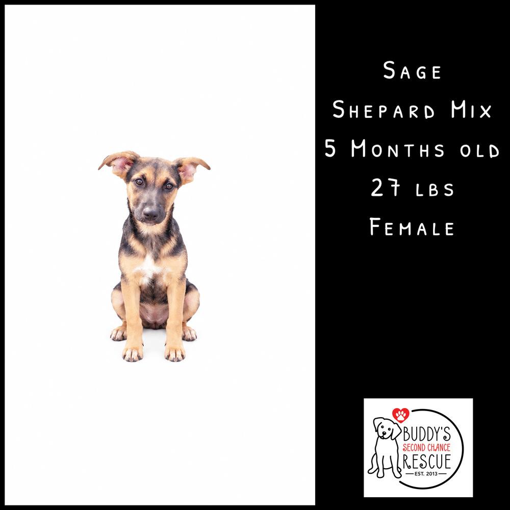 Sage, Adoptable, Puppy Female Shepherd.