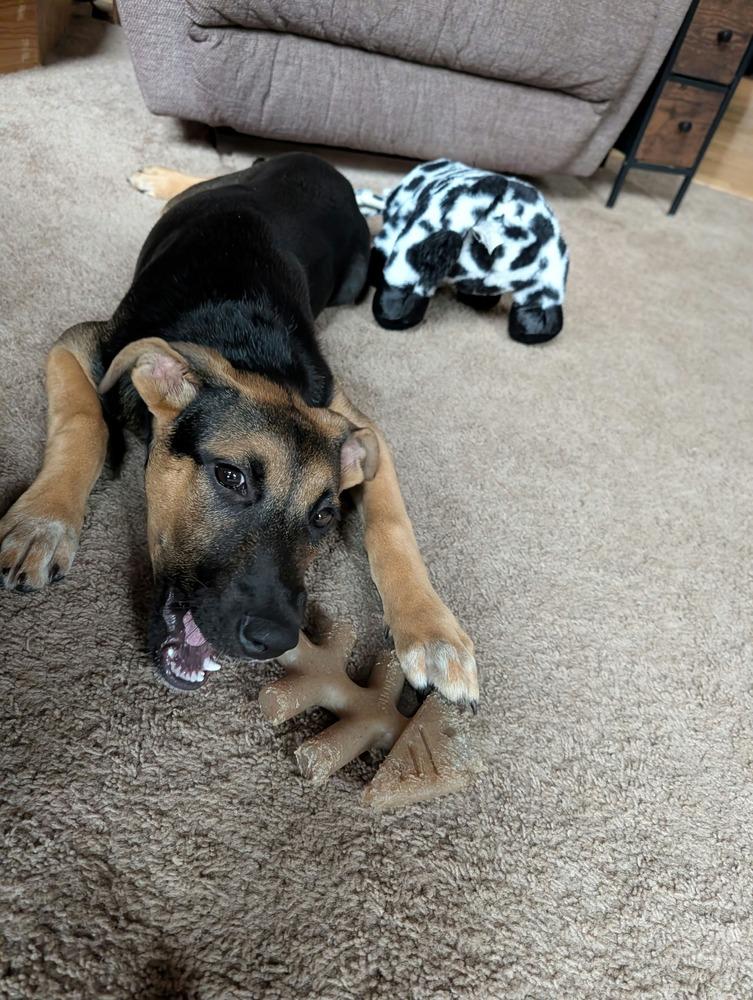 Enlarge Sage, a Adoptable mixed breed in Amherst, NY image 2/6