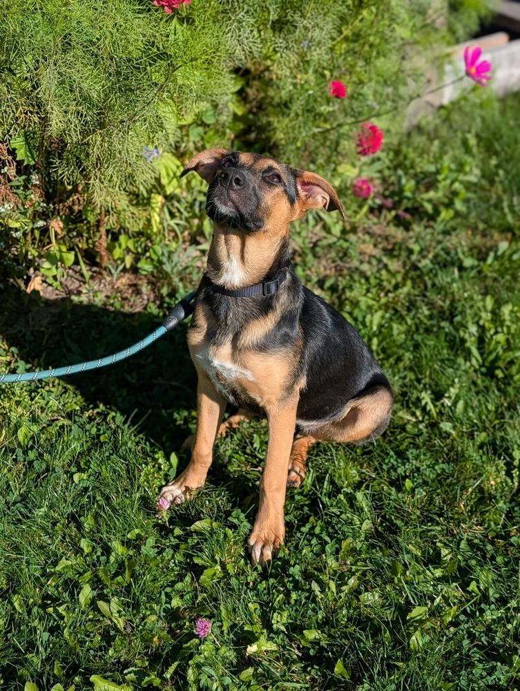 Enlarge Sage, a Adoptable mixed breed in Amherst, NY image 3/6