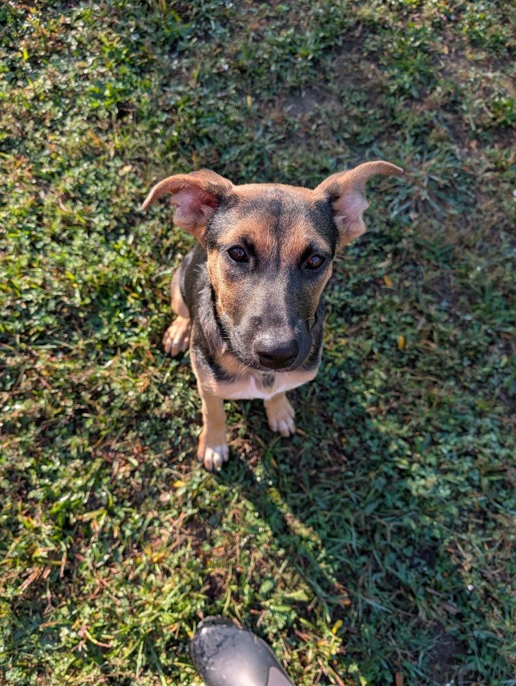 Enlarge Sage, a Adoptable mixed breed in Amherst, NY image 4/6
