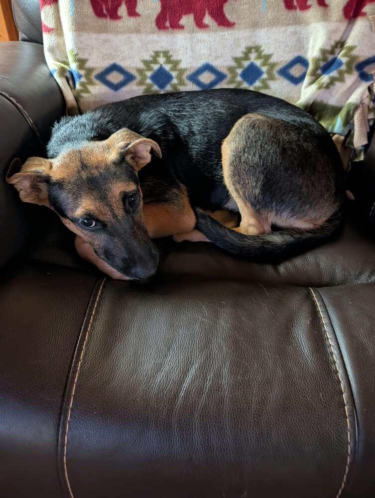 Enlarge Sage, a Adoptable mixed breed in Amherst, NY image 6/6
