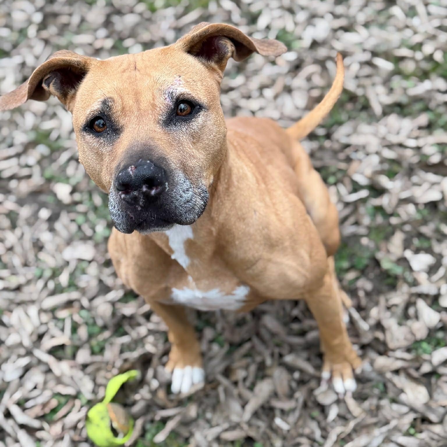 Enlarge Lizzie, a Adoptable mixed breed in Sherman, TX image 1/1