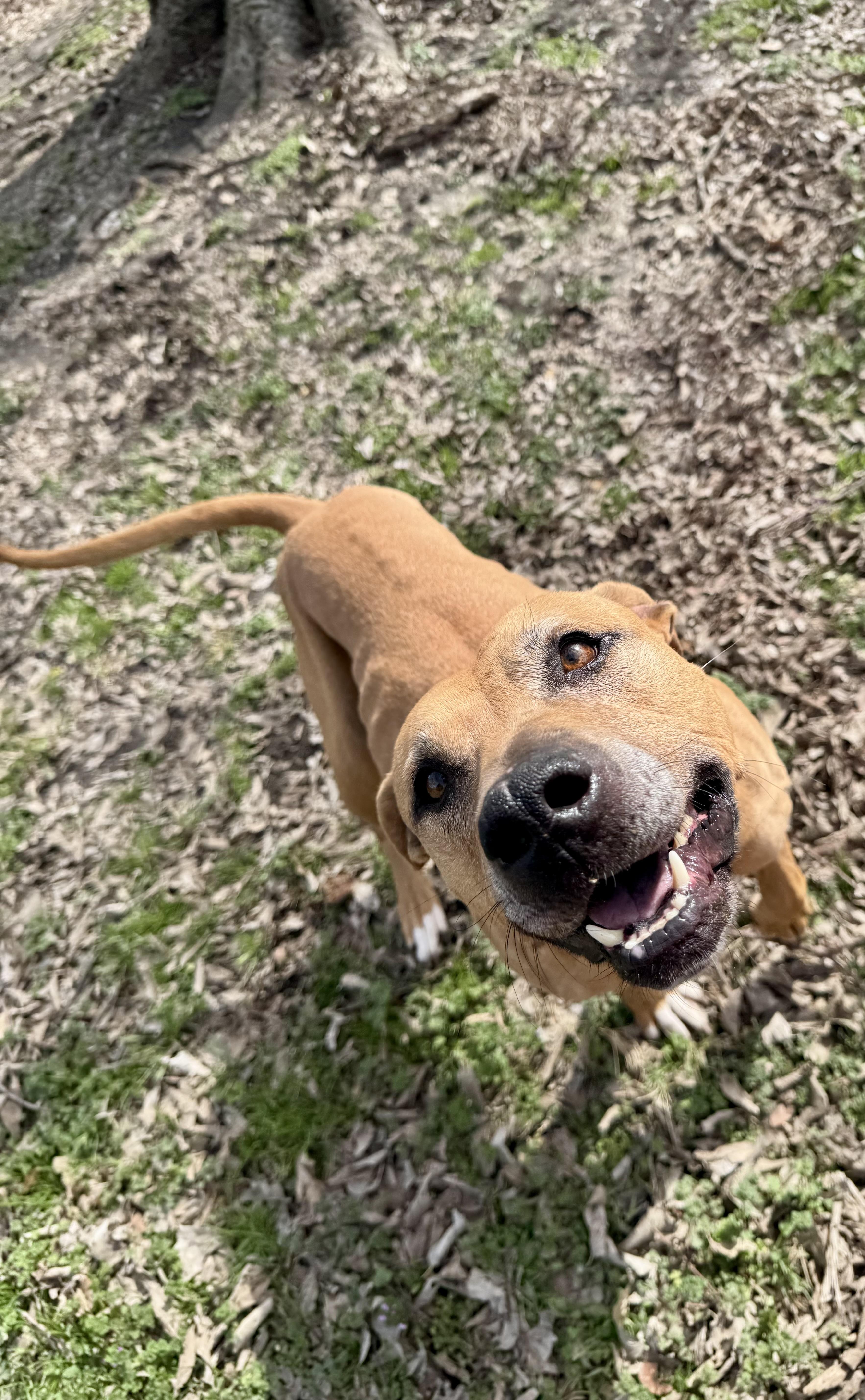 Enlarge Lizzie, a Adoptable mixed breed in Sherman, TX image 3/4