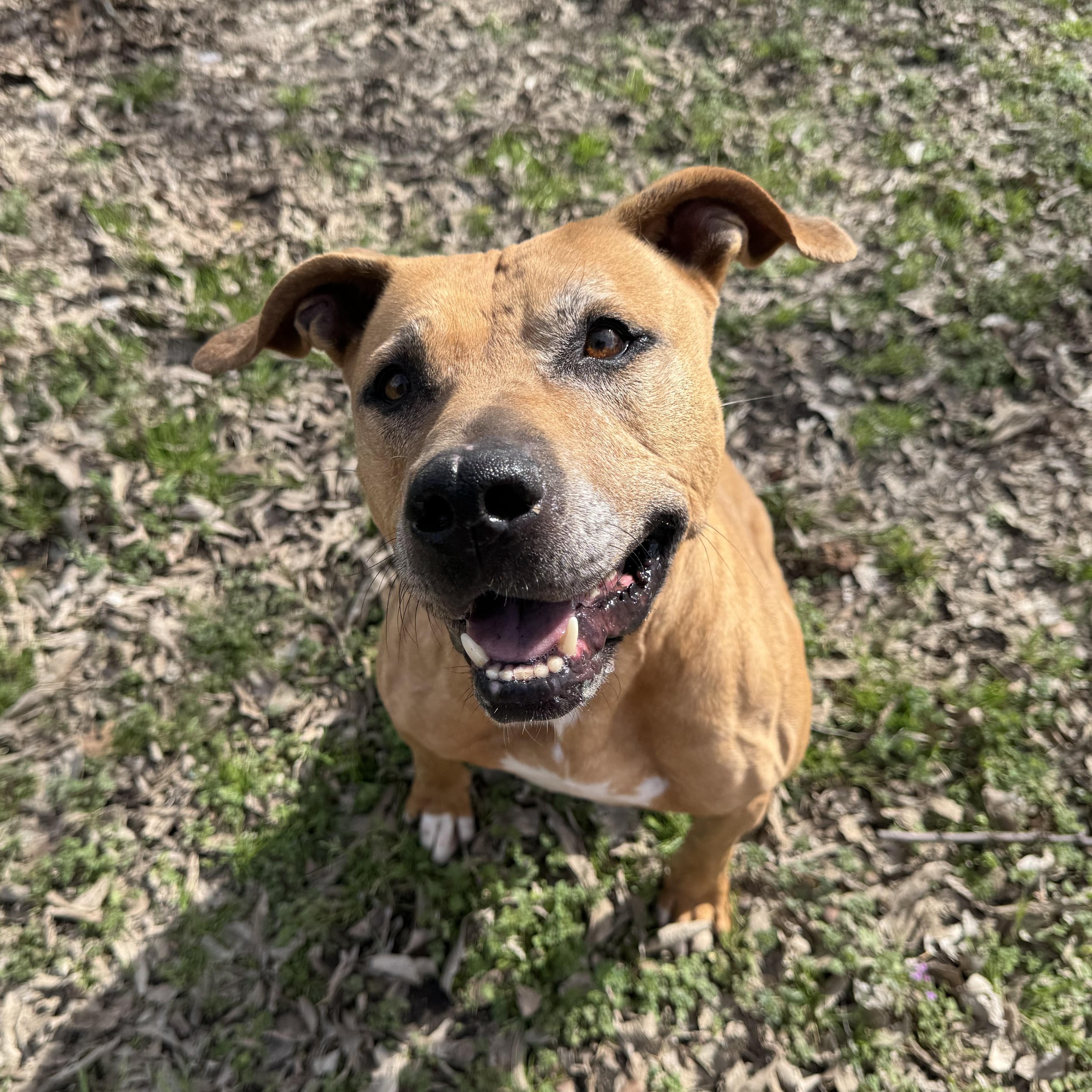Enlarge Lizzie, a Adoptable mixed breed in Sherman, TX image 1/4