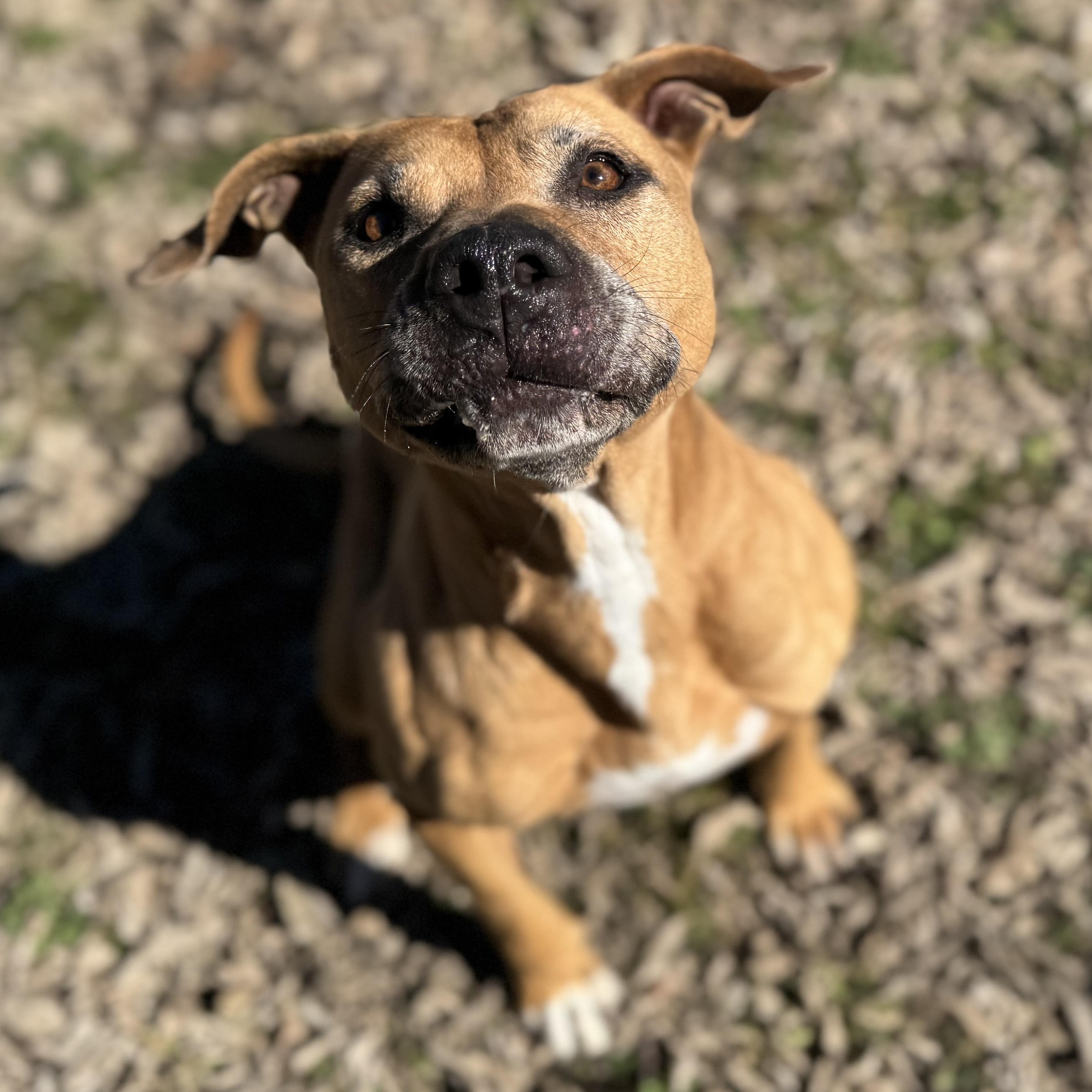 Enlarge Lizzie, a Adoptable mixed breed in Sherman, TX image 1/4