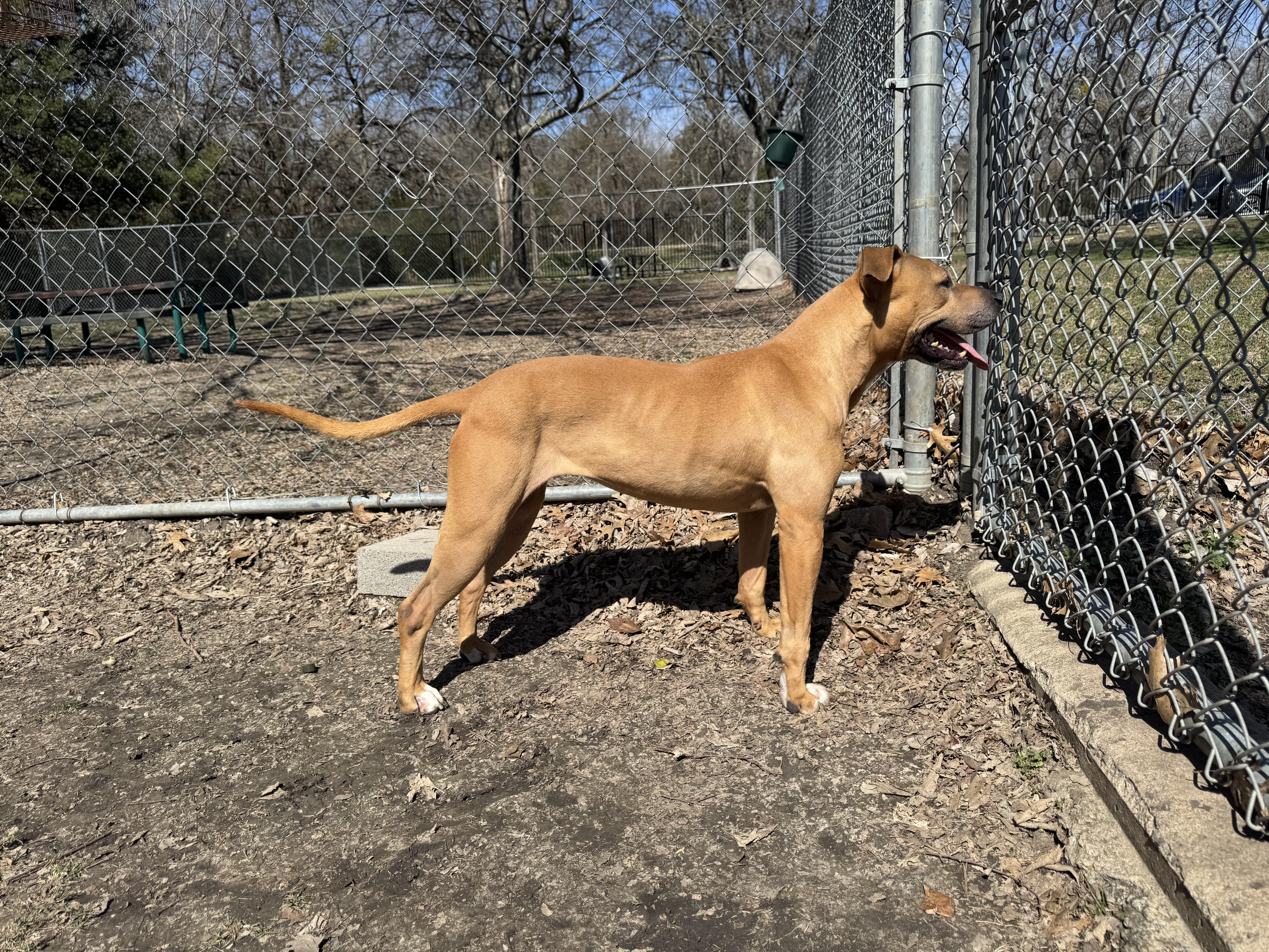 Enlarge Lizzie, a Adoptable mixed breed in Sherman, TX image 2/4