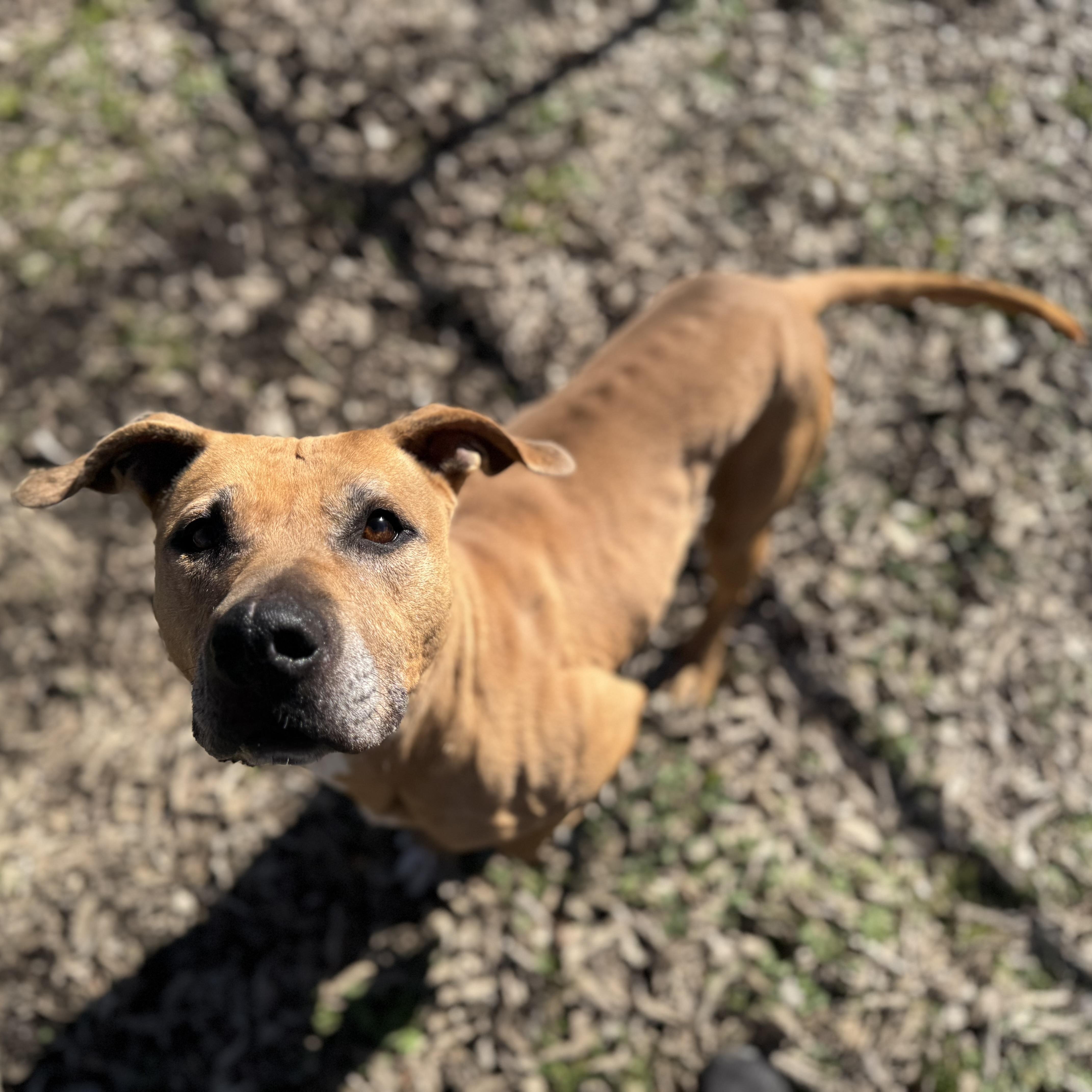 Enlarge Lizzie, a Adoptable mixed breed in Sherman, TX image 2/4