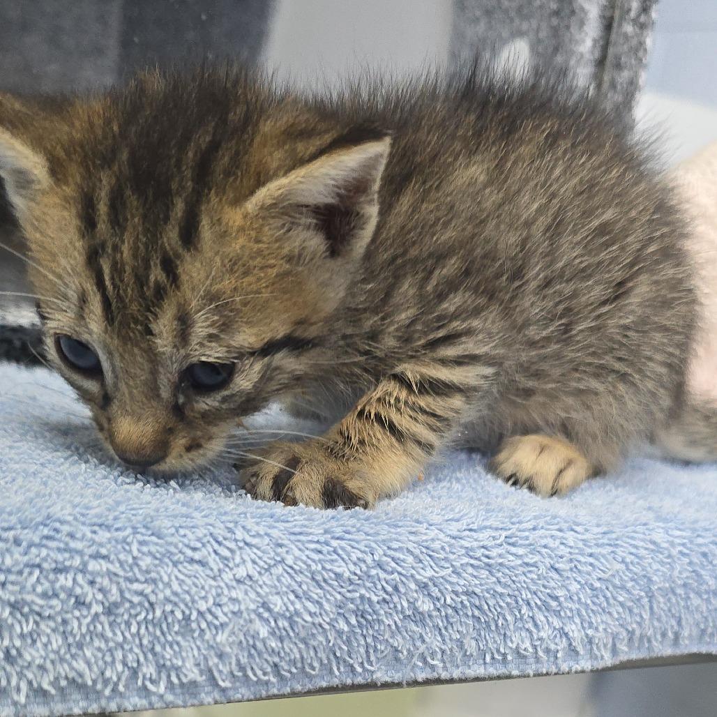 Enlarge Circe 26-0644, a Adoptable Domestic Short Hair in Yanceyville, NC image 1/1