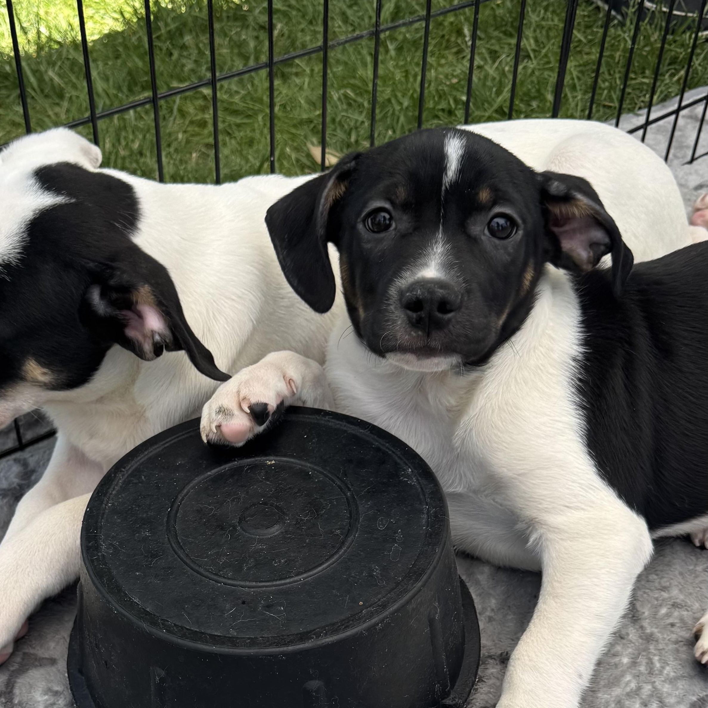 Enlarge Henry, a Adoptable mixed breed in Rio Rancho, NM image 2/4