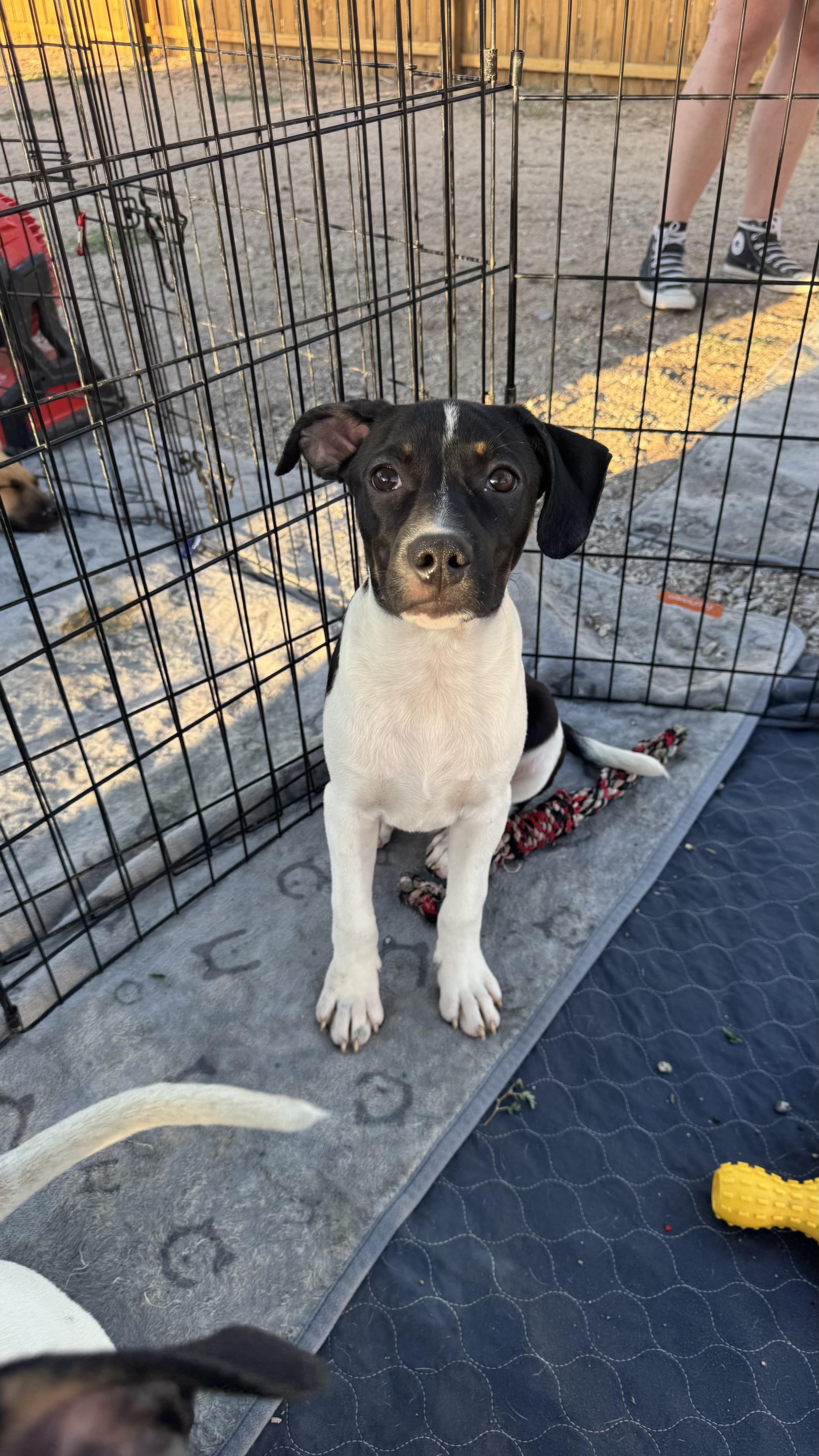 Enlarge Henry, a Adoptable mixed breed in Rio Rancho, NM image 1/4