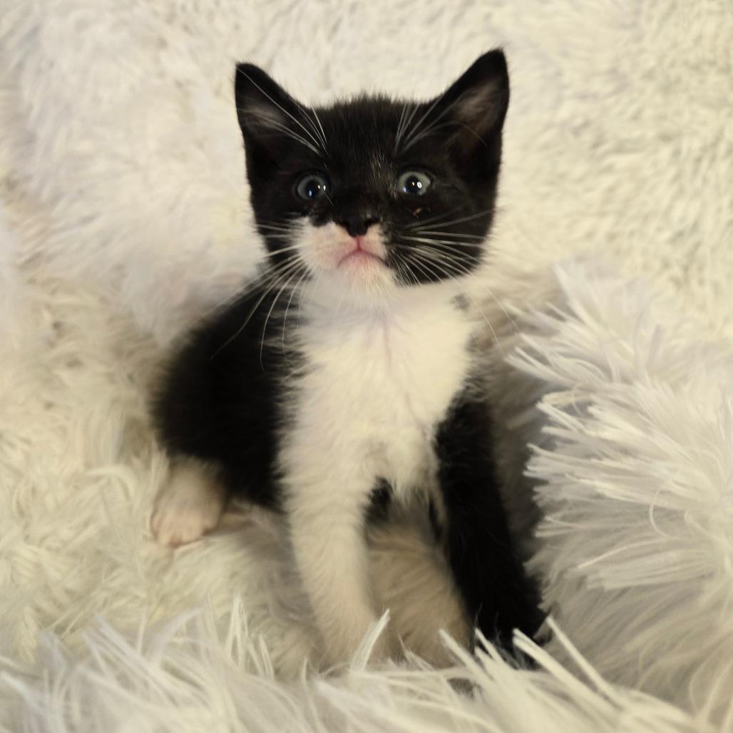 Ares in Parsonsburg, MD, a Adoptable Domestic Short Hair in Parsonsburg, MD image 1/3