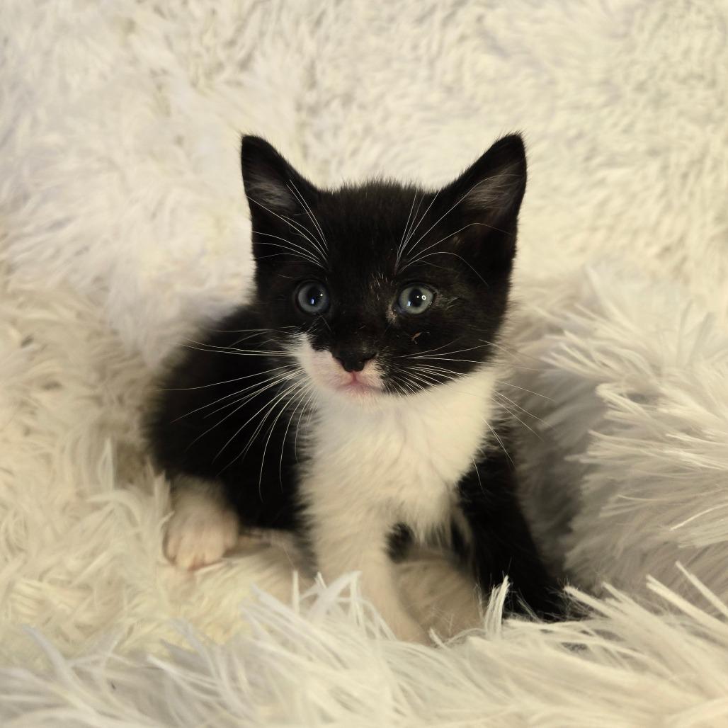 Ares in Parsonsburg, MD, a Adoptable Domestic Short Hair in Parsonsburg, MD image 2/3