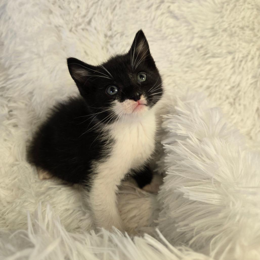 Ares in Parsonsburg, MD, a Adoptable Domestic Short Hair in Parsonsburg, MD image 3/3