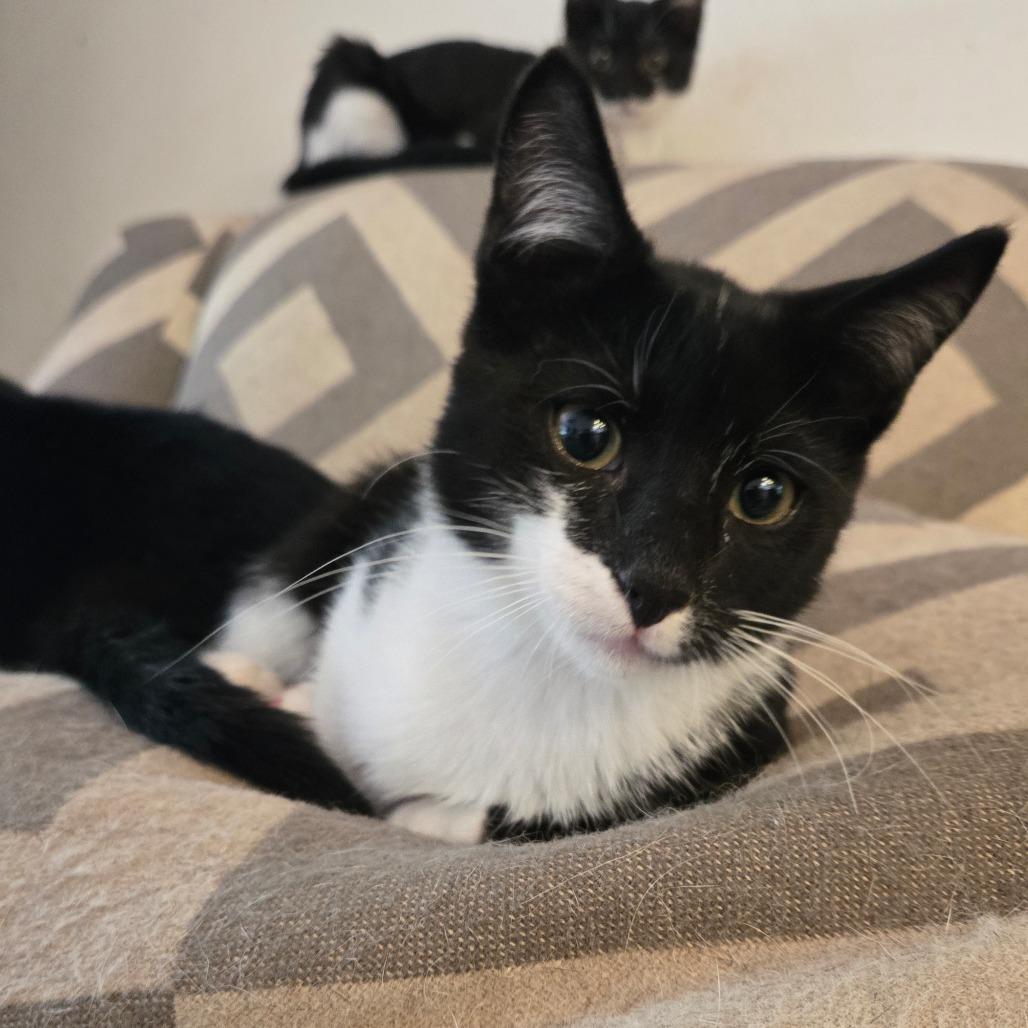 Enlarge Ares in Parsonsburg, MD, a Adoptable Domestic Short Hair in Parsonsburg, MD image 2/4