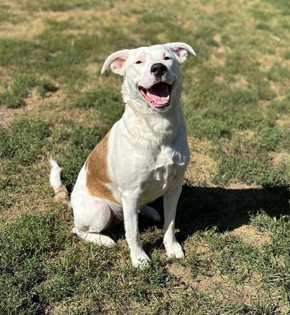 Athena, an adoptable Spaniel, Pit Bull Terrier in Prudenville, MI, 48651 | Photo Image 1