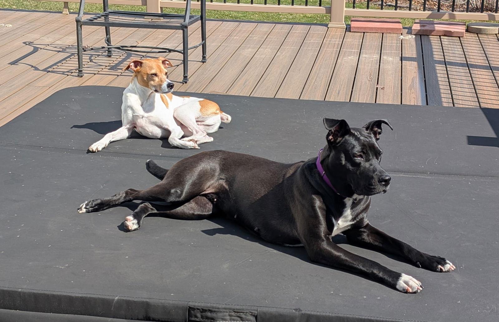 Roma, Adoptable, Adult Female Pit Bull Terrier & Cattle Dog.