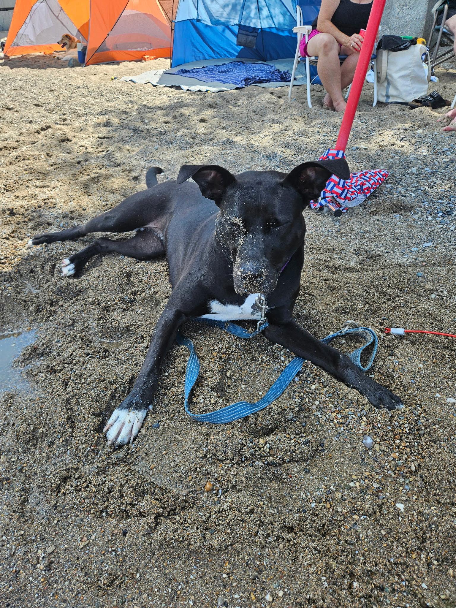Roma, Adoptable, Adult Female Pit Bull Terrier & Cattle Dog.
