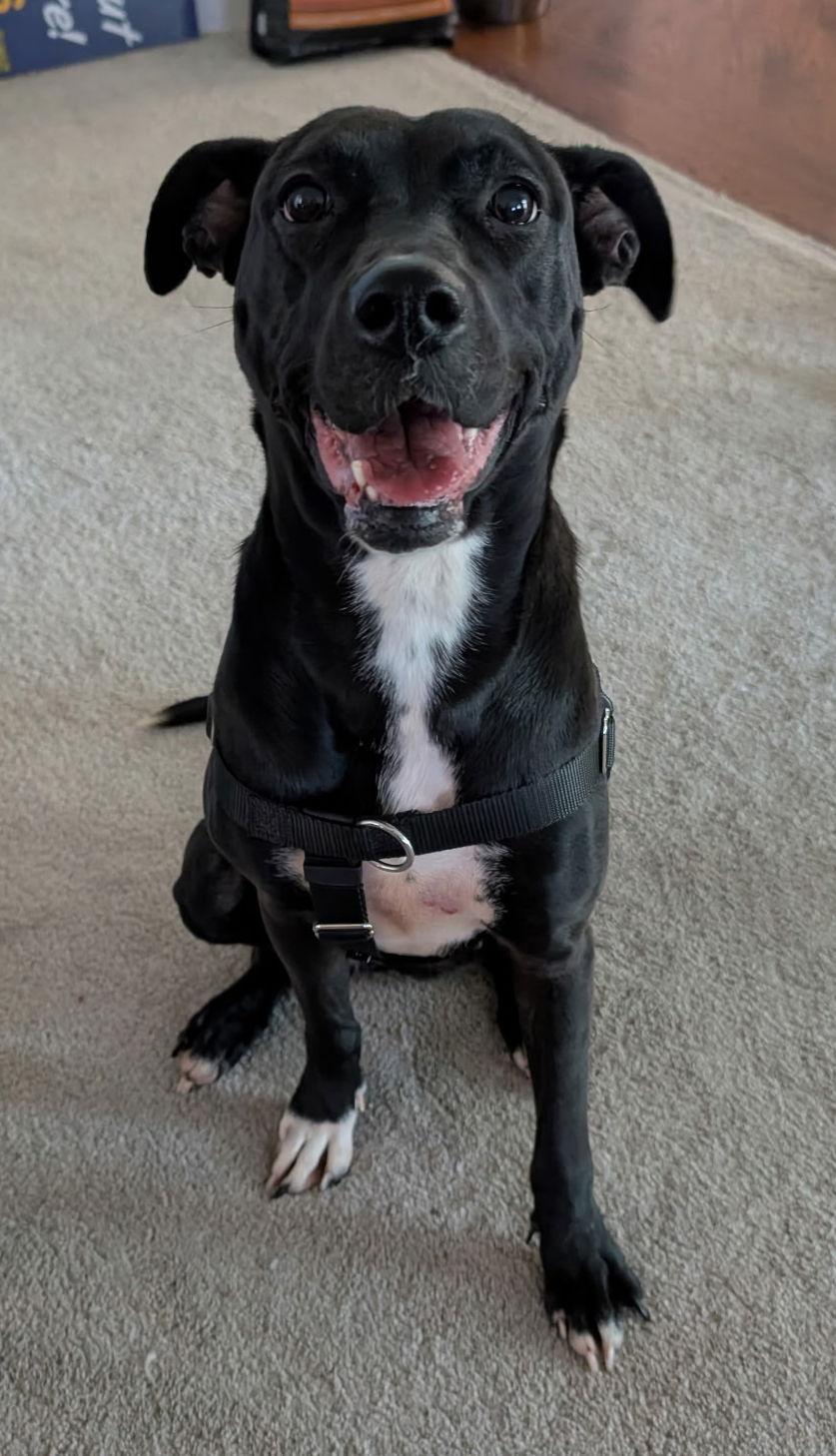 Roma, Adoptable, Adult Female Pit Bull Terrier & Cattle Dog.