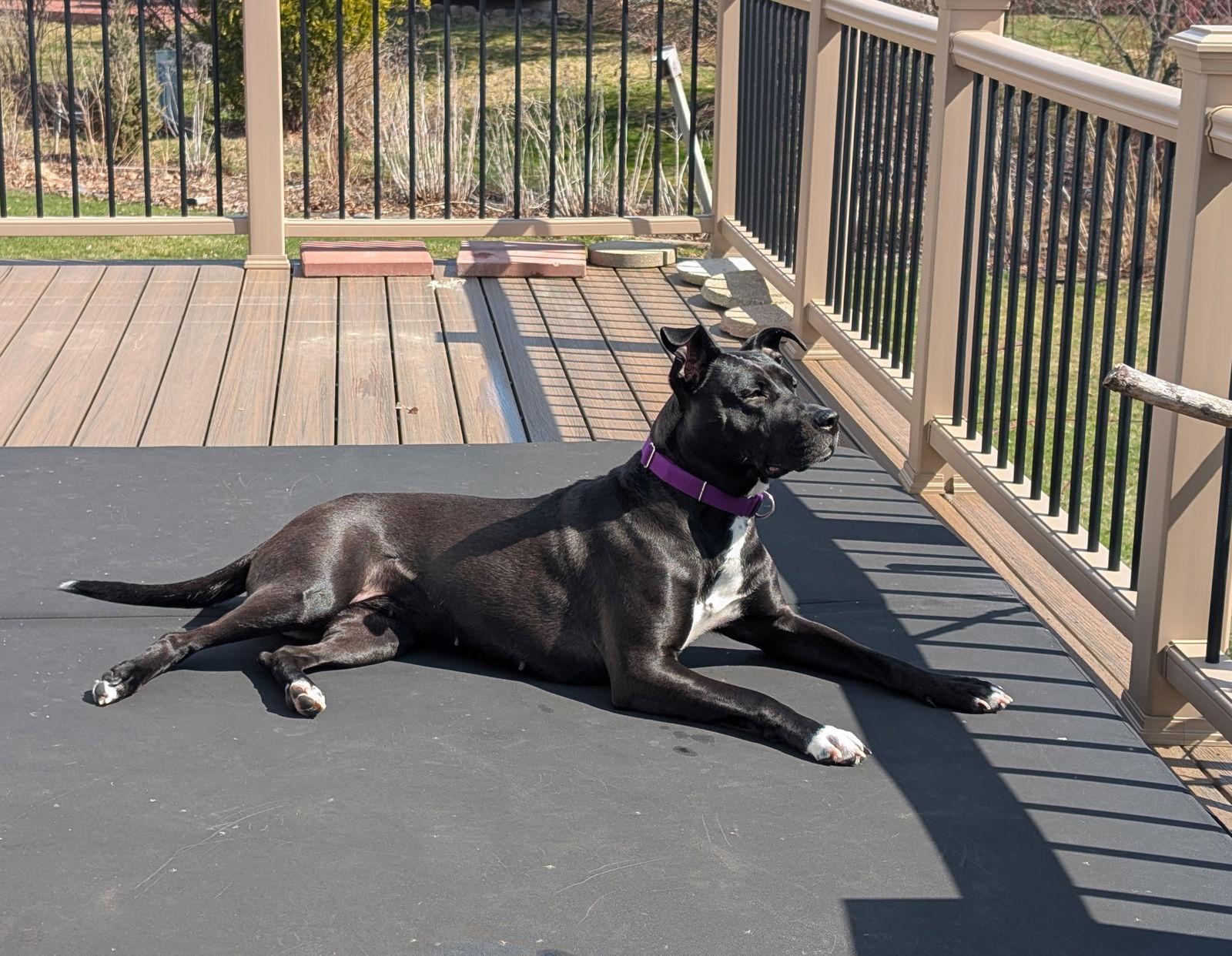 Enlarge Roma, a Adoptable mixed breed in Livonia, MI image 3/3