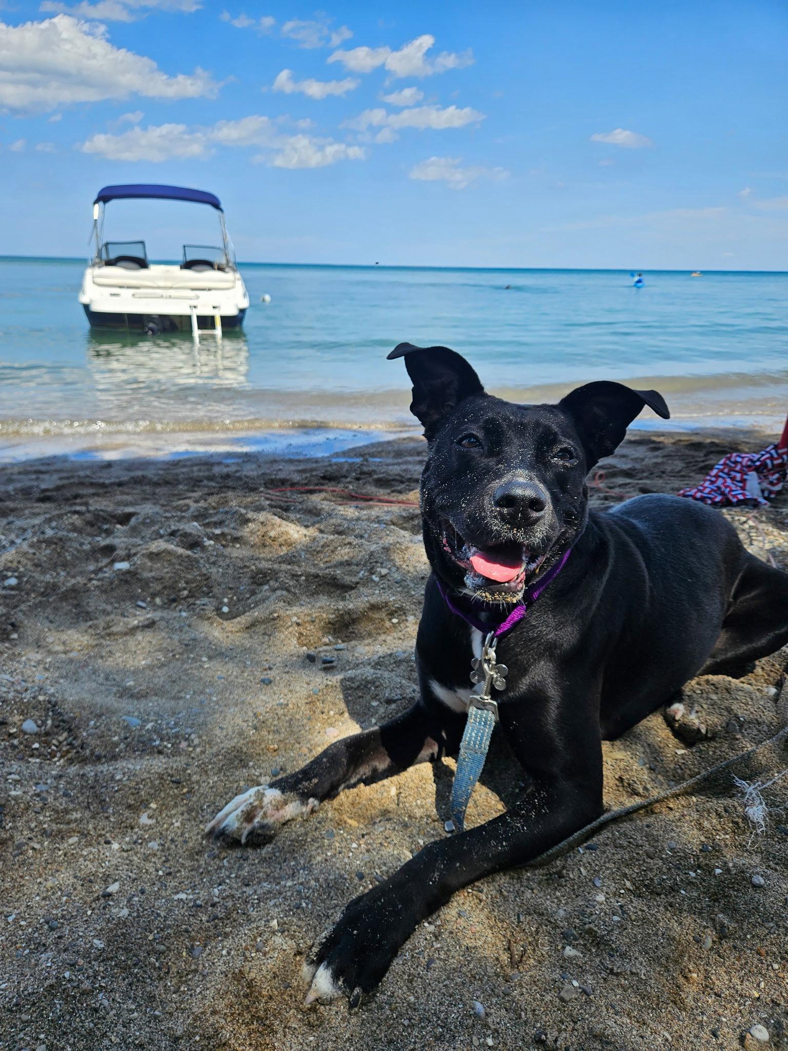 Roma, a Adoptable mixed breed in Livonia, MI image 3/3