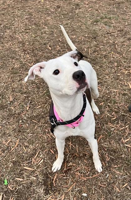 Blossom — thumbnail 3