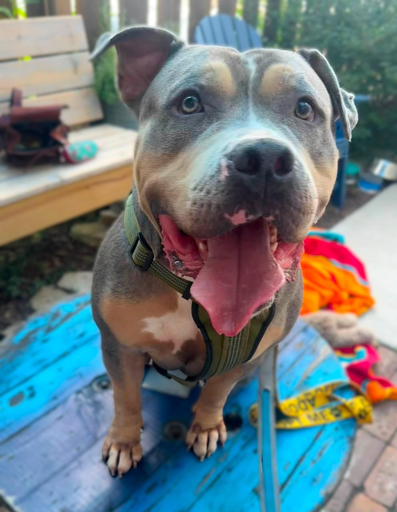 Enlarge Large Marge, a ADOPTABLE American Bully in Downers Grove, IL image 2/6