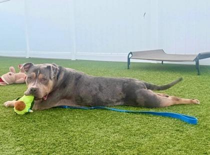Enlarge Large Marge, a ADOPTABLE American Bully in Downers Grove, IL image 5/6