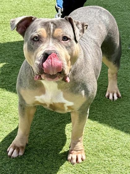 Enlarge Large Marge, a ADOPTABLE American Bully in Downers Grove, IL image 6/6