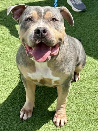 Enlarge Large Marge, a ADOPTABLE American Bully in Downers Grove, IL image 4/6