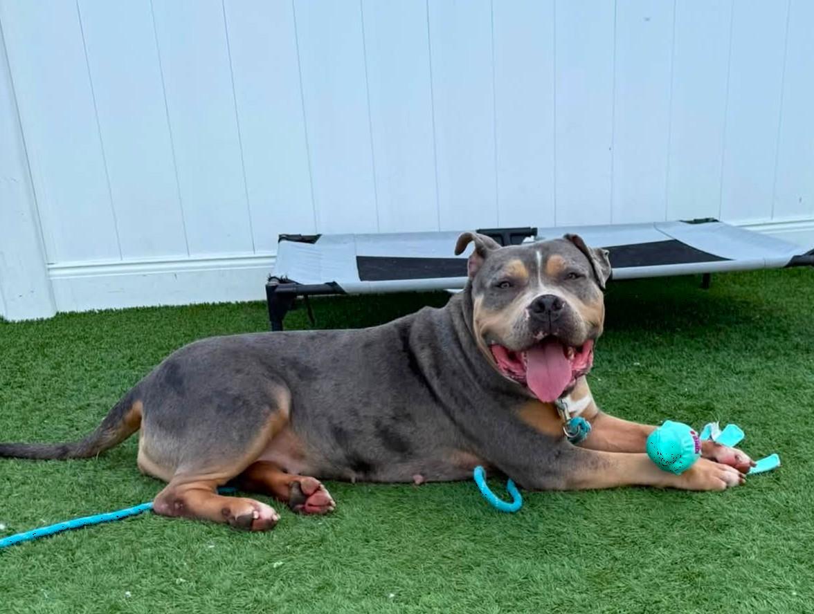 Large Marge, ADOPTABLE, Adult Female American Bully.