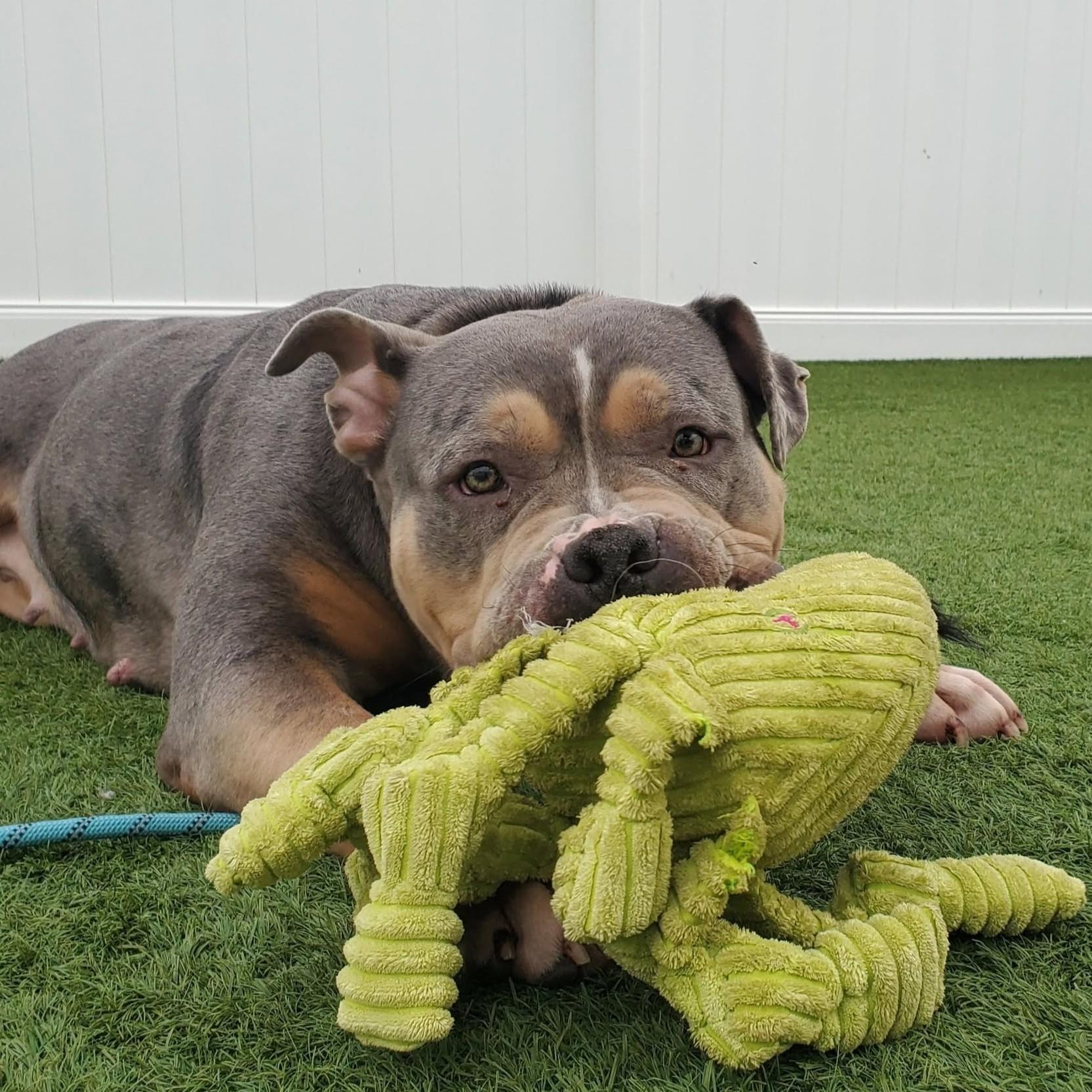 Enlarge Large Marge, a ADOPTABLE American Bully in Downers Grove, IL image 3/6