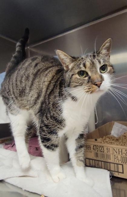 Enlarge Mama Kitty, a Adoptable mixed breed in Elmira, NY image 1/2